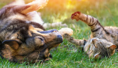 backyard mosquito defense for homes with dogs and cats