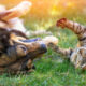 backyard mosquito defense for homes with dogs and cats