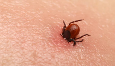 outsmarting ticks before they outsmart you