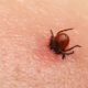 outsmarting ticks before they outsmart you