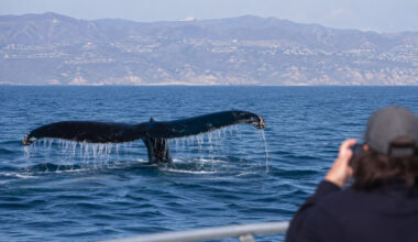 Can You Go Whale Watching Near Los Angeles Year Round