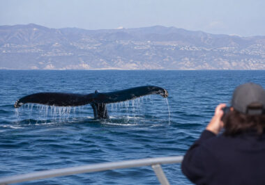 Can You Go Whale Watching Near Los Angeles Year Round