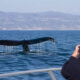 Can You Go Whale Watching Near Los Angeles Year Round