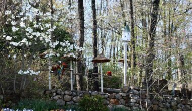 How to Plan a Smart and Fun Trip to Pigeon Forge Without Wasting Money