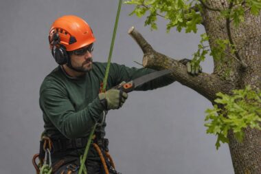 Top 7 Tree Trimming And Pruning Companies In Birmingham AL