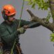 Top 7 Tree Trimming And Pruning Companies In Birmingham AL