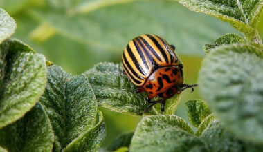 Top Garden Pests That Damage Plants and How to Stop Them