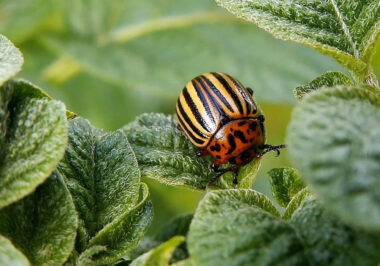 Top Garden Pests That Damage Plants and How to Stop Them