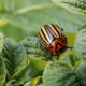 Top Garden Pests That Damage Plants and How to Stop Them