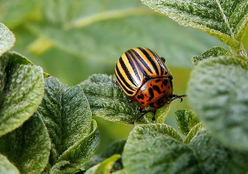 Top Garden Pests That Damage Plants and How to Stop Them