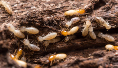 Understanding the Termite Colony Life Cycle and What It Means for Protecting Residential Wood
