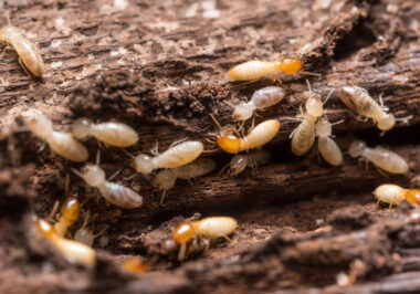 Understanding the Termite Colony Life Cycle and What It Means for Protecting Residential Wood