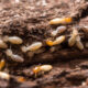 Understanding the Termite Colony Life Cycle and What It Means for Protecting Residential Wood