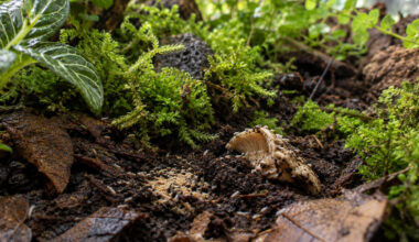 Springtail Feeding Guide Building a Healthy Colony for Bioactive Enclosures