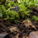 Springtail Feeding Guide Building a Healthy Colony for Bioactive Enclosures