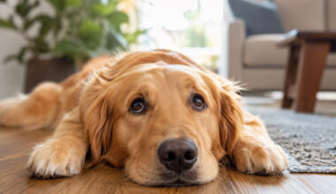 The Things We Wish Our Dogs Could Tell Us