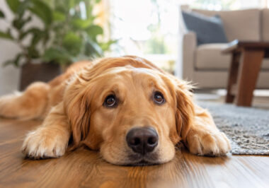 The Things We Wish Our Dogs Could Tell Us