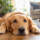 The Things We Wish Our Dogs Could Tell Us
