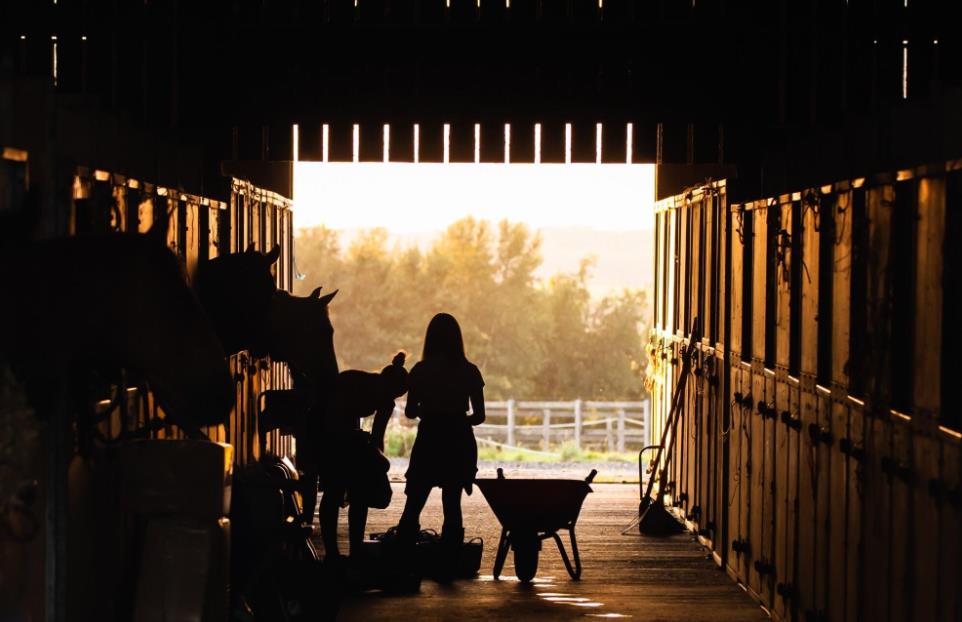 Designing the Perfect Equestrian Facility