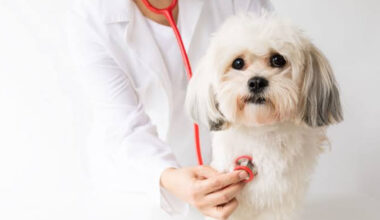 How Animal Hospitals Handle Common Pet Health Issues And Emergencies