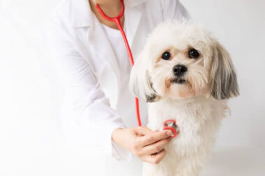 How Animal Hospitals Handle Common Pet Health Issues And Emergencies