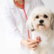 How Animal Hospitals Handle Common Pet Health Issues And Emergencies