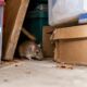 How Clutter Gives Rodents Places to Hide