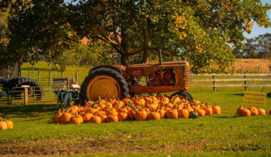 How to Plan a Pumpkin Farm Visit That Actually Works