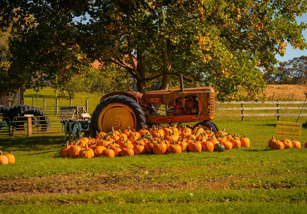 How to Plan a Pumpkin Farm Visit That Actually Works
