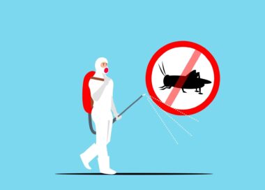 Preventing Household Pest Infestations