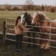 The Overlooked Details Behind A Properly Equipped Horse