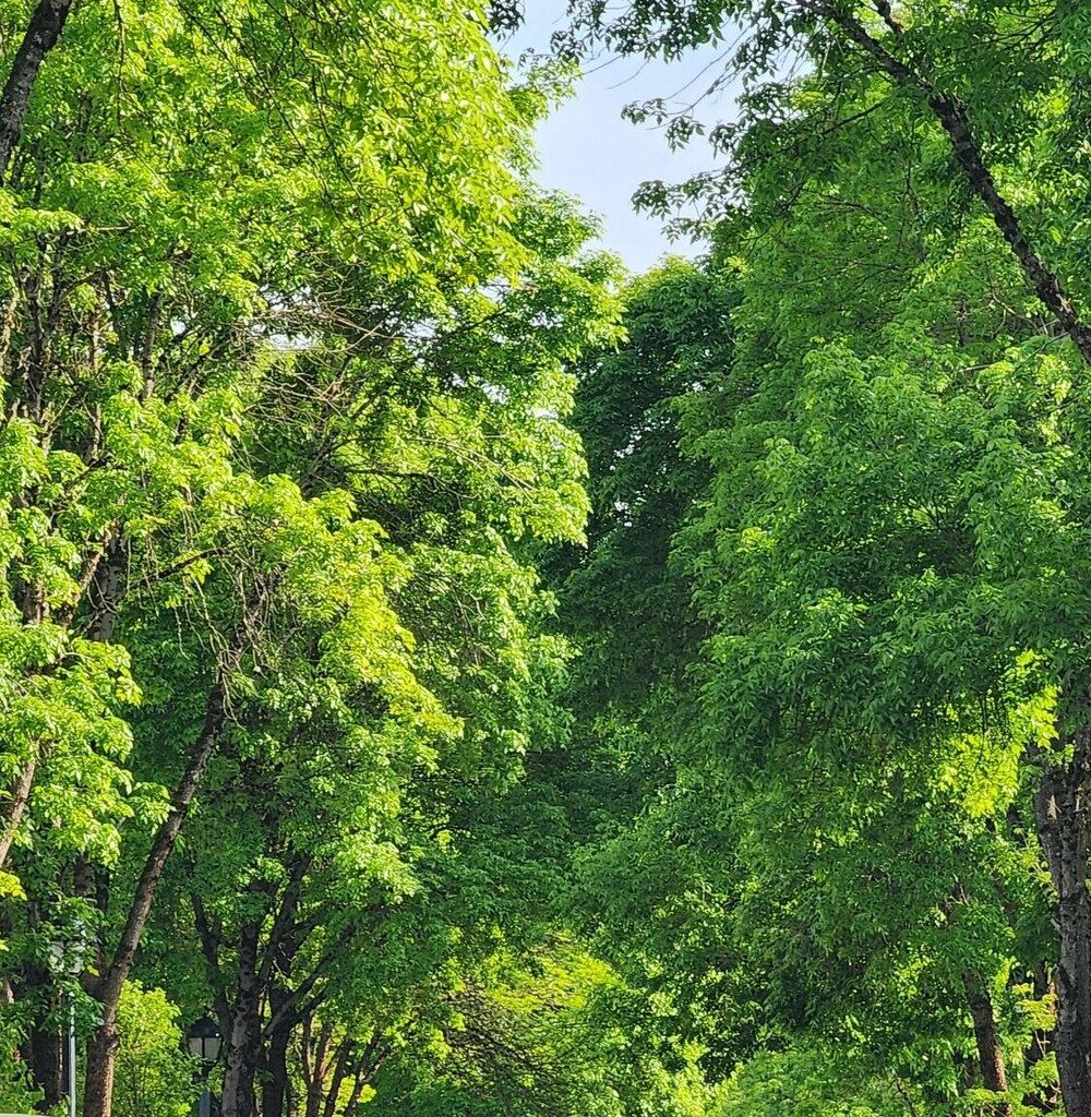 The Role of Sustainable Tree Management in Modern Landscaping