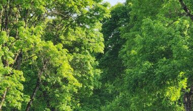 The Role of Sustainable Tree Management in Modern Landscaping