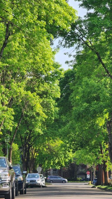 The Role of Sustainable Tree Management in Modern Landscaping