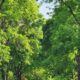 The Role of Sustainable Tree Management in Modern Landscaping