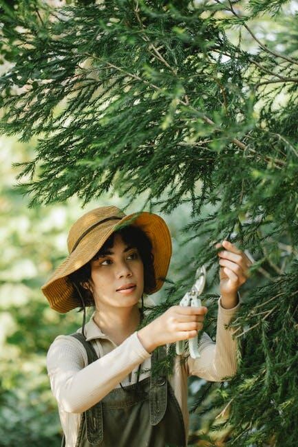 Top Strategies for Sustainable Tree Care and Maintenance