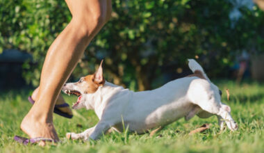 Who Pays When a Dog Bites Someone on Private Property