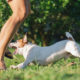 Who Pays When a Dog Bites Someone on Private Property