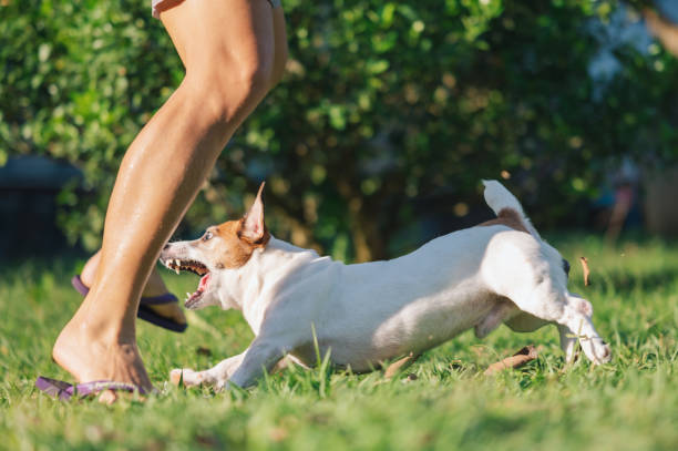 Who Pays When a Dog Bites Someone on Private Property